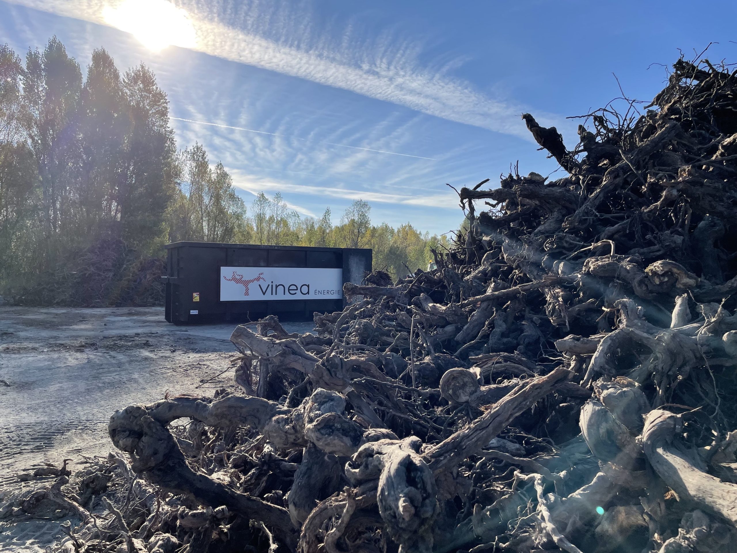 Les ceps de vigne, la nouvelle énergie biomasse